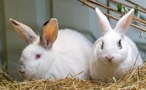 Farm Rabbits