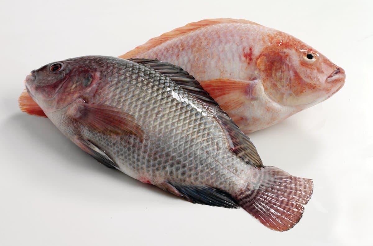 Tilapia Fish
